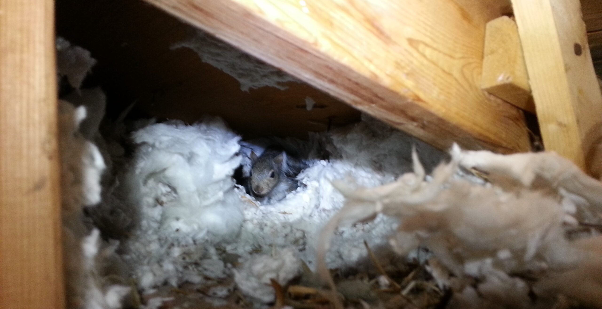 How Squirrels Can Damage Your Coquitlam Home's Insulation