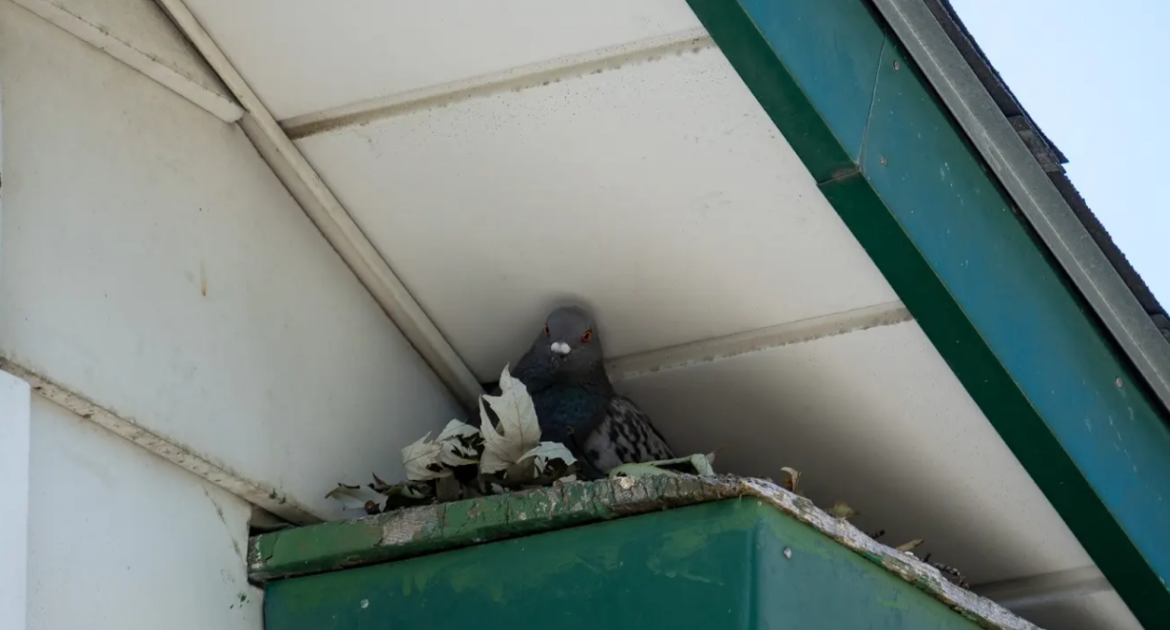 Kitchener Wildlife Removal - How do Feathers Help Birds Fly and Survive in the Wild