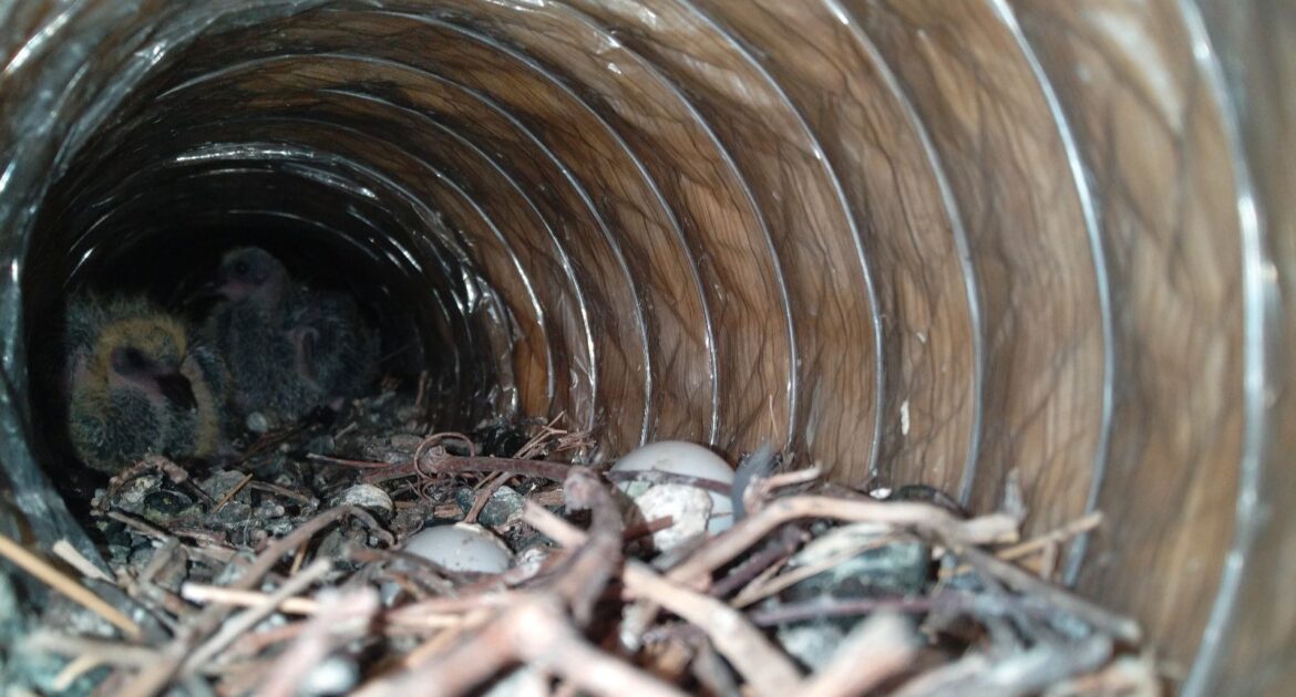 Nesting Material Madness - Stopping Birds from Damaging Your Insulation