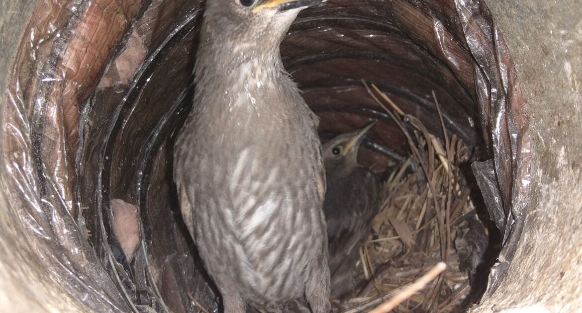 Ottawa Wildlife Control - The Dangers of Bird Nests in Your Dryer Vent