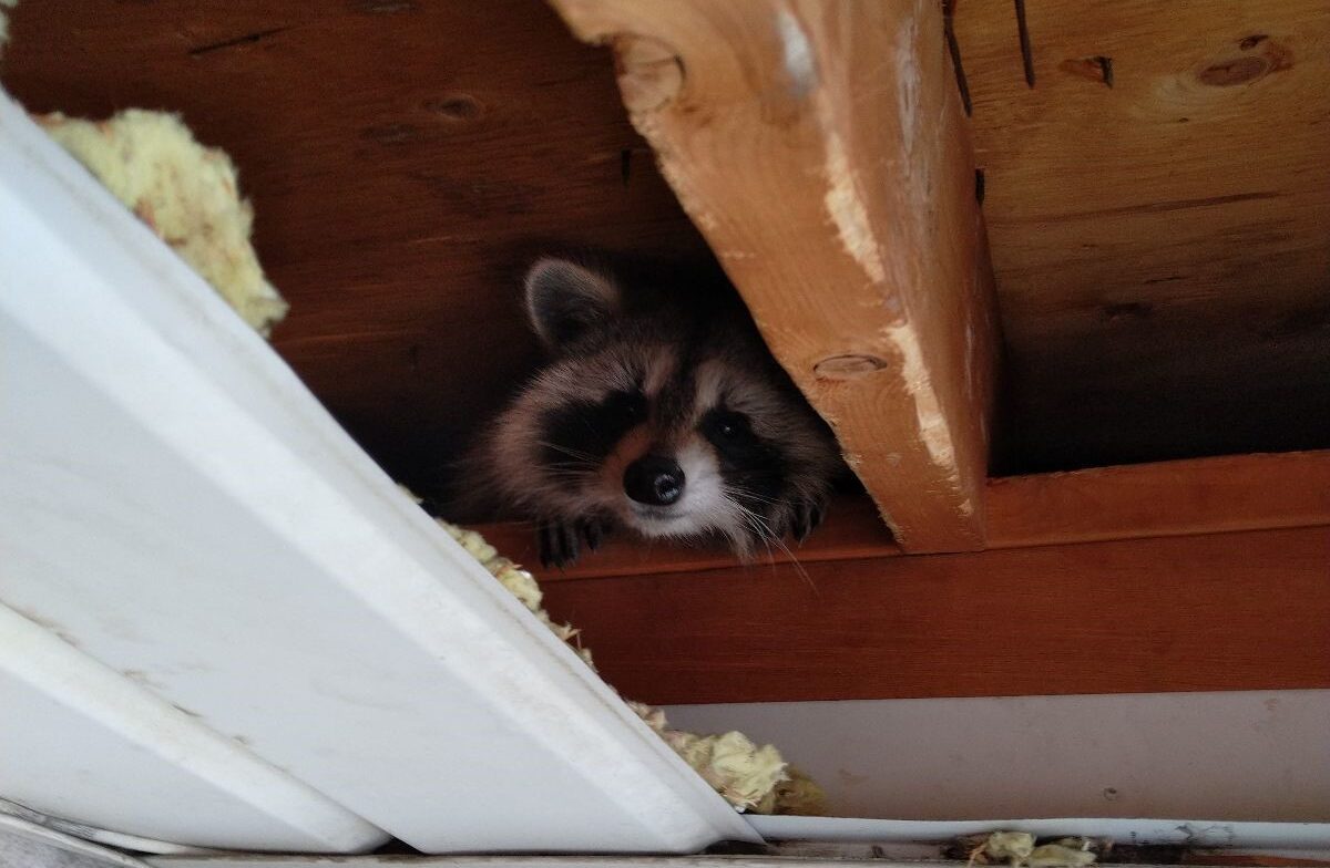 Raccoon Proof Your Property Essential Tips to Keep Them Away