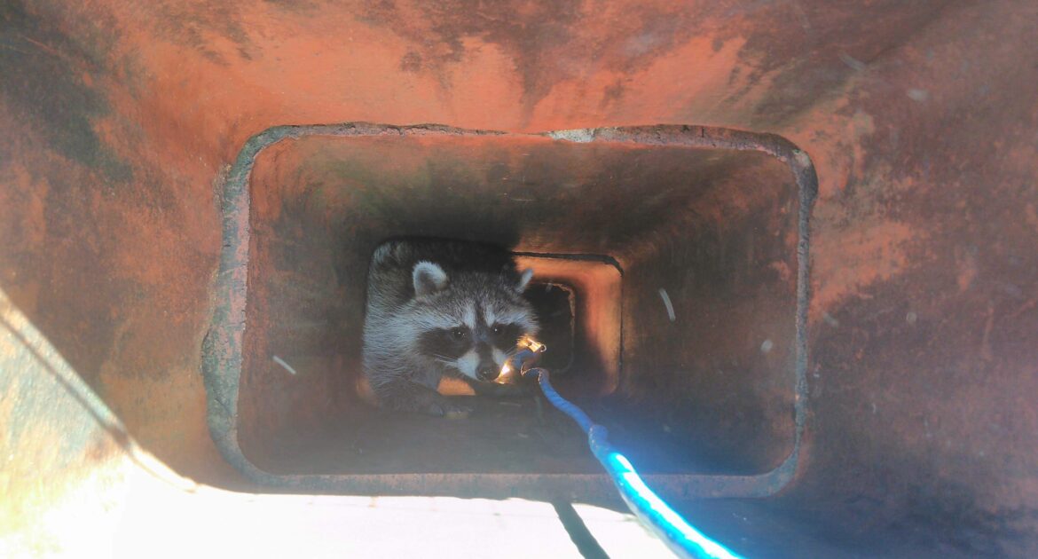 Raccoon Removal from Chimneys - A Delicate Operation