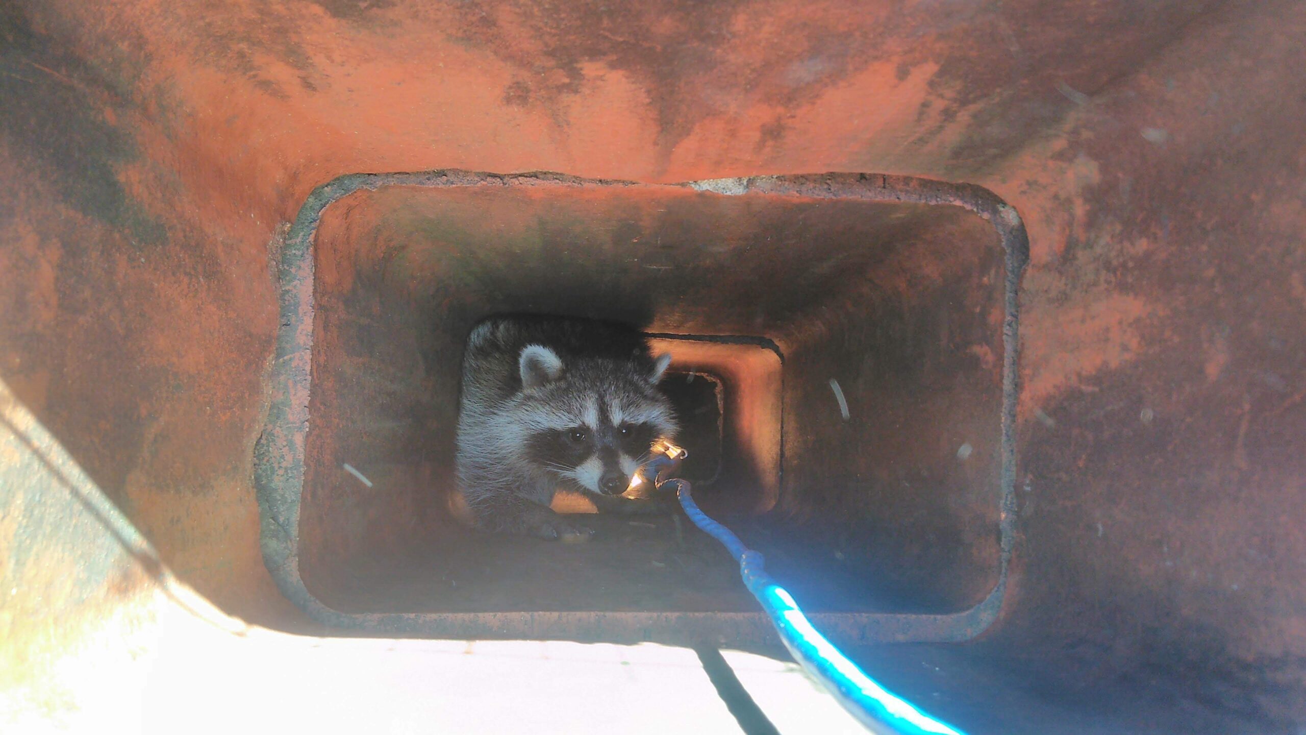 Raccoon Removal from Chimneys - A Delicate Operation