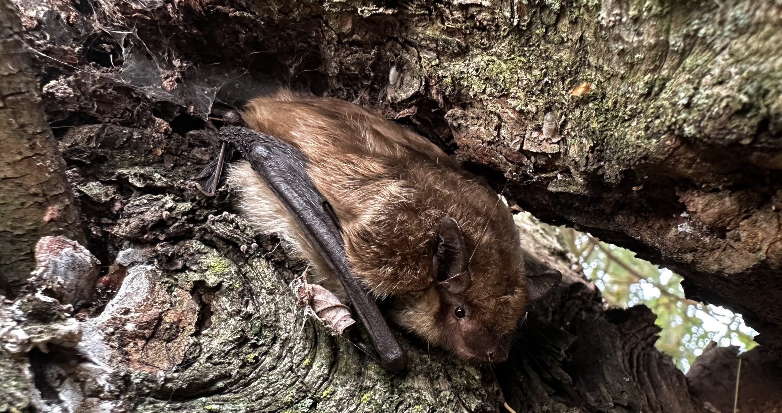 Safely Spot & Remove Bats Without Harming the Colony