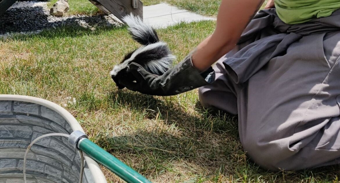 Skunk Denning Under Decks - Preventing Structural Damage