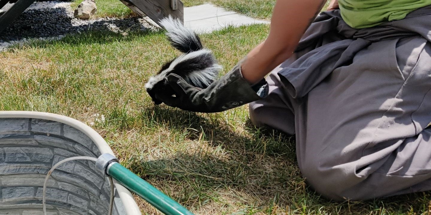 Skunk Denning Under Decks - Preventing Structural Damage