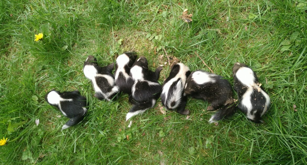 Skunk Spraying - What to Do When It Happens on Your Richmond Hill Property