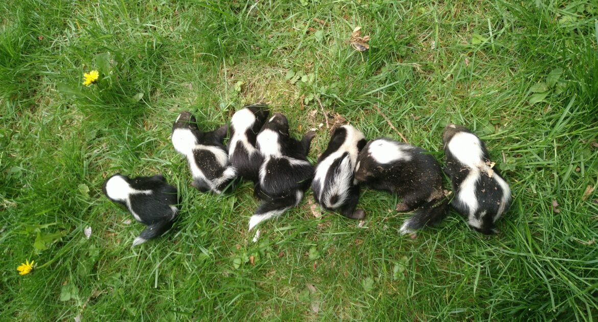 Skunks and Lawns Preventing Damage and Unwanted Odors