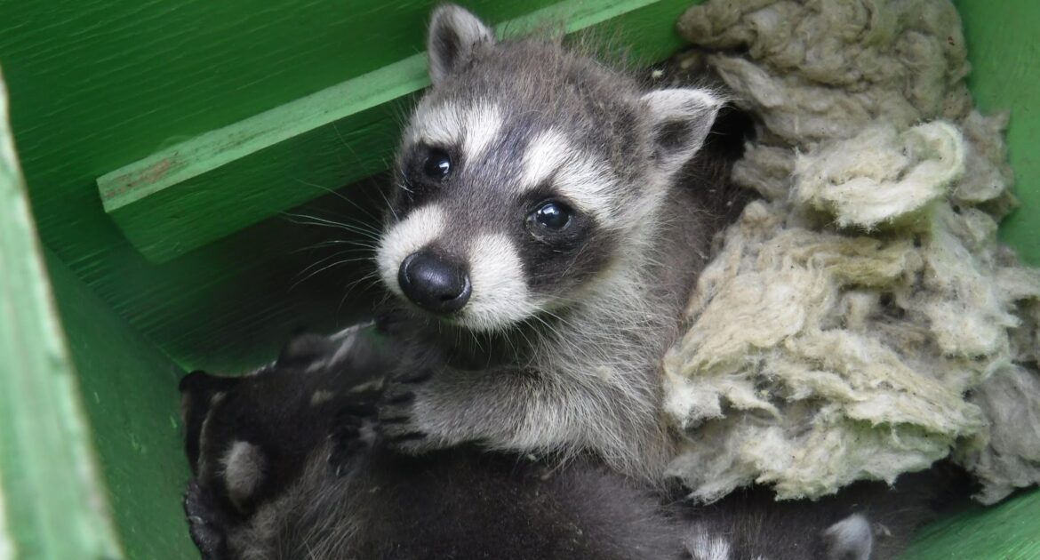 Spring Awakening How Wildlife Behaviors Change with the Season