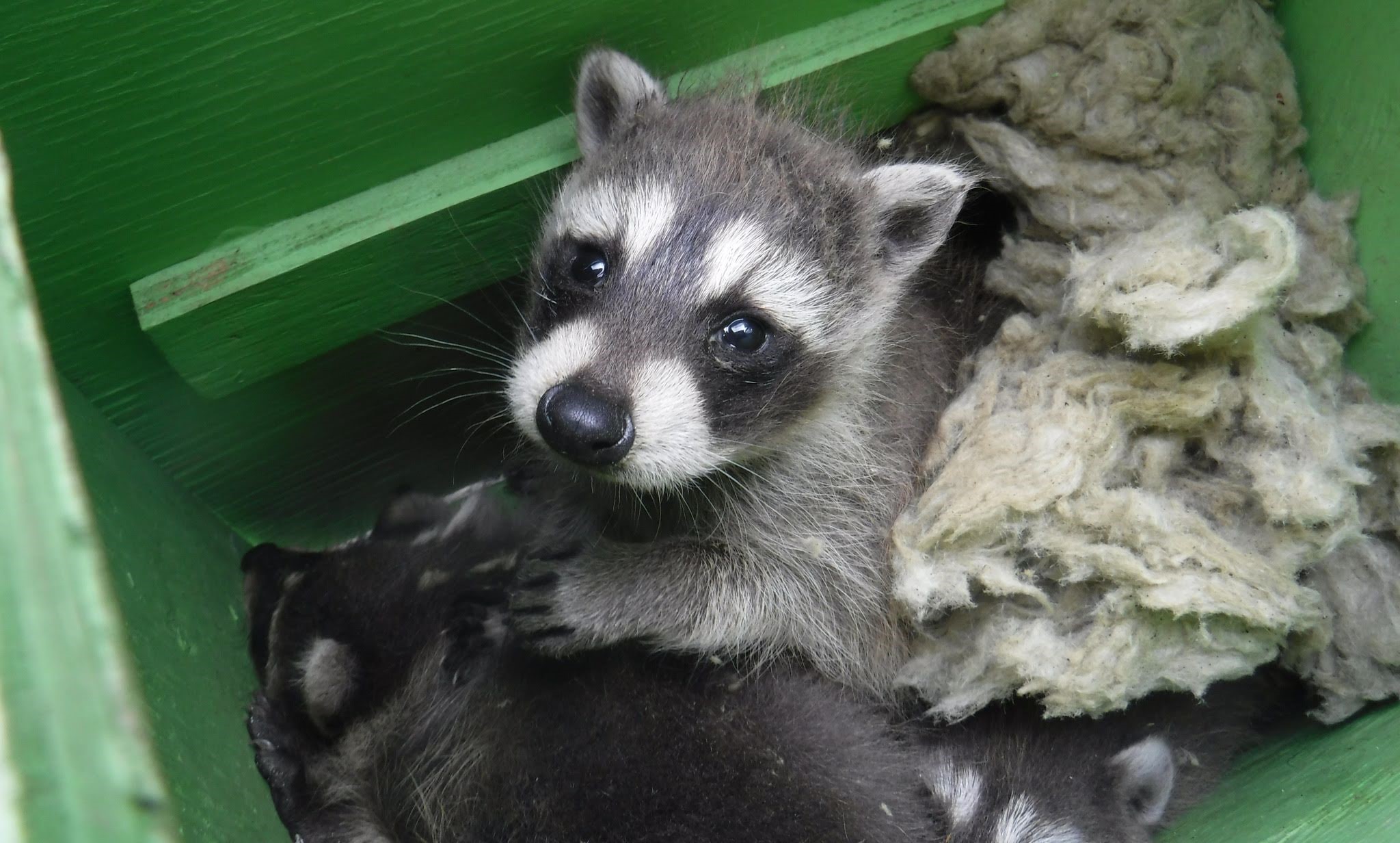 Spring Awakening How Wildlife Behaviors Change with the Season