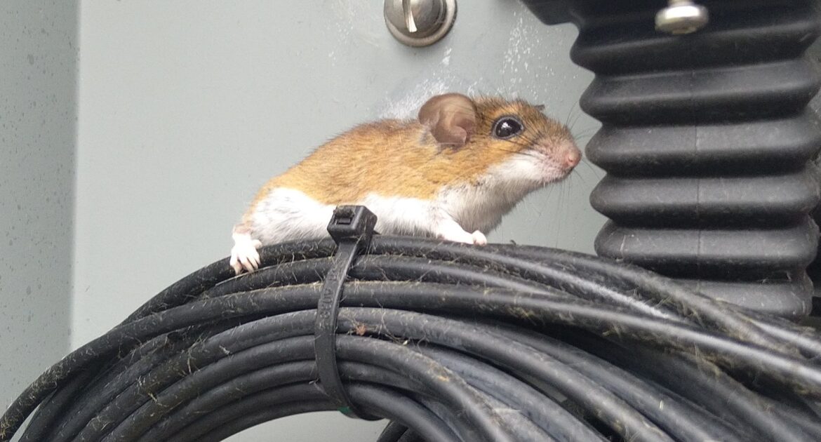 Spring Mouse Activity - Preparing Your Home for Increased Rodent Movement