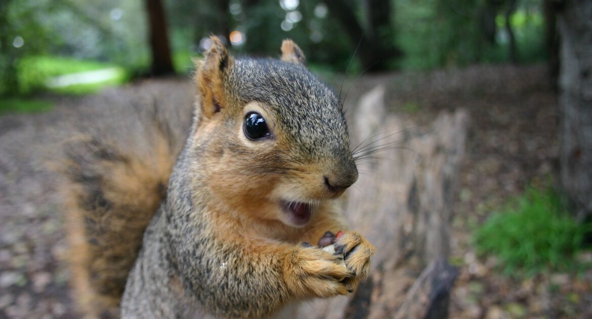 Squirrel Proofing Your Bird Feeders Enjoying Birds Without Squirrel Intrusions