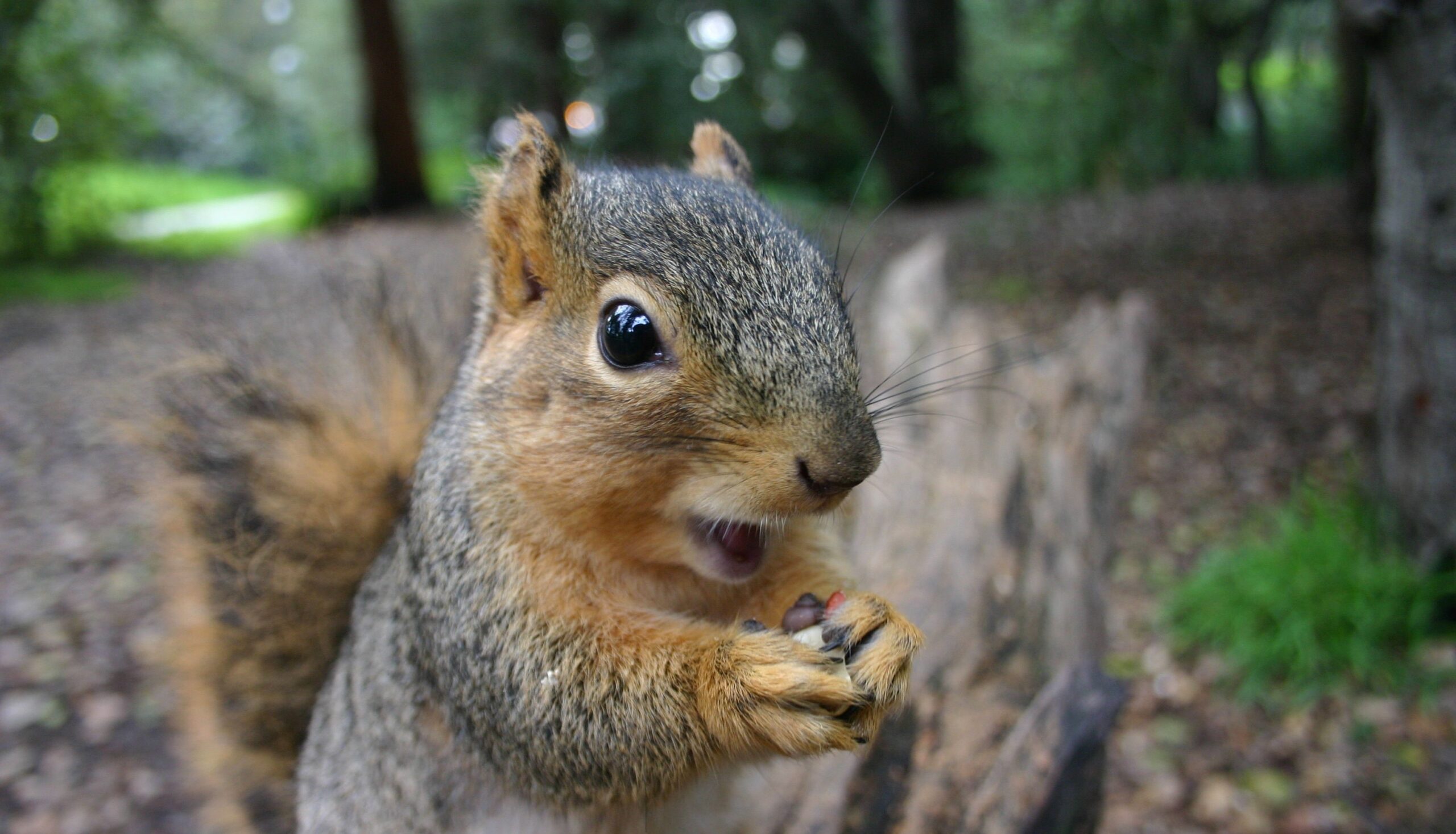 Squirrel Proofing Your Bird Feeders Enjoying Birds Without Squirrel Intrusions