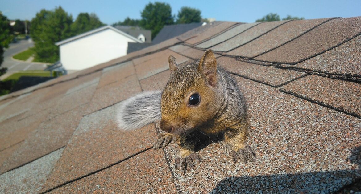 Squirrel Superpowers Exploring Their Incredible Adaptations and Survival Skills
