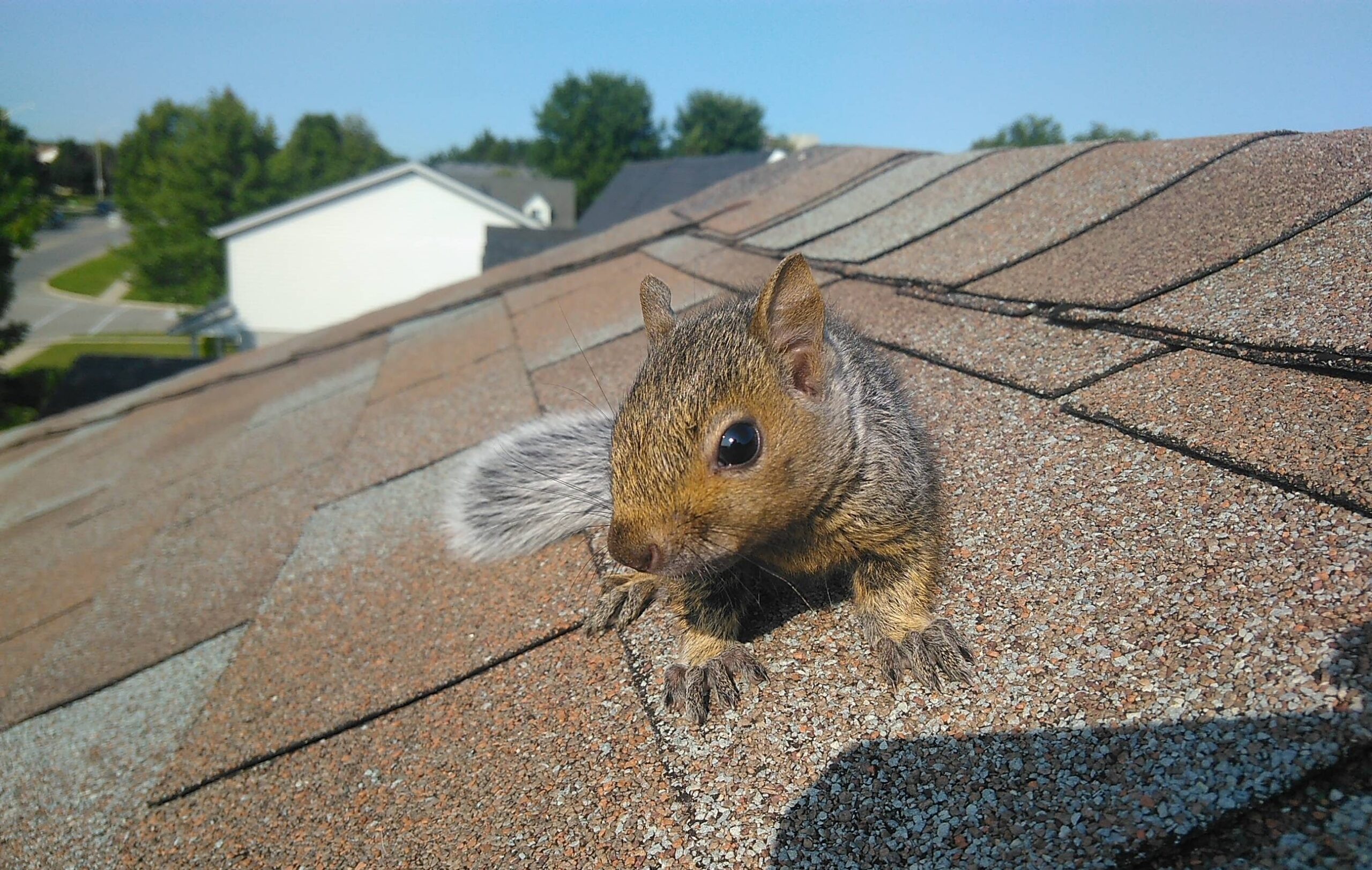 Squirrel Superpowers Exploring Their Incredible Adaptations and Survival Skills