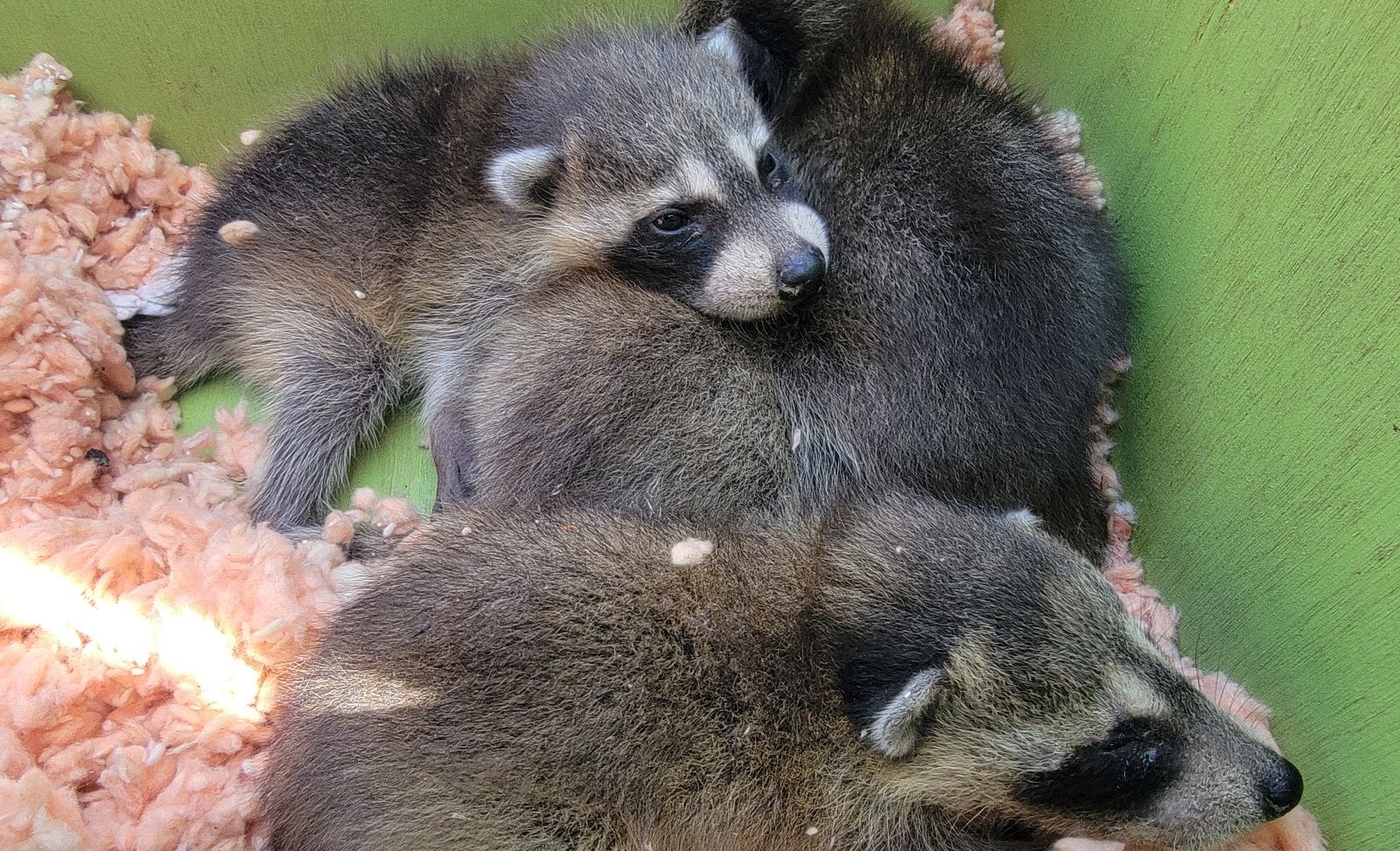 The Dangers of Raccoon Feces and Proper Removal Techniques