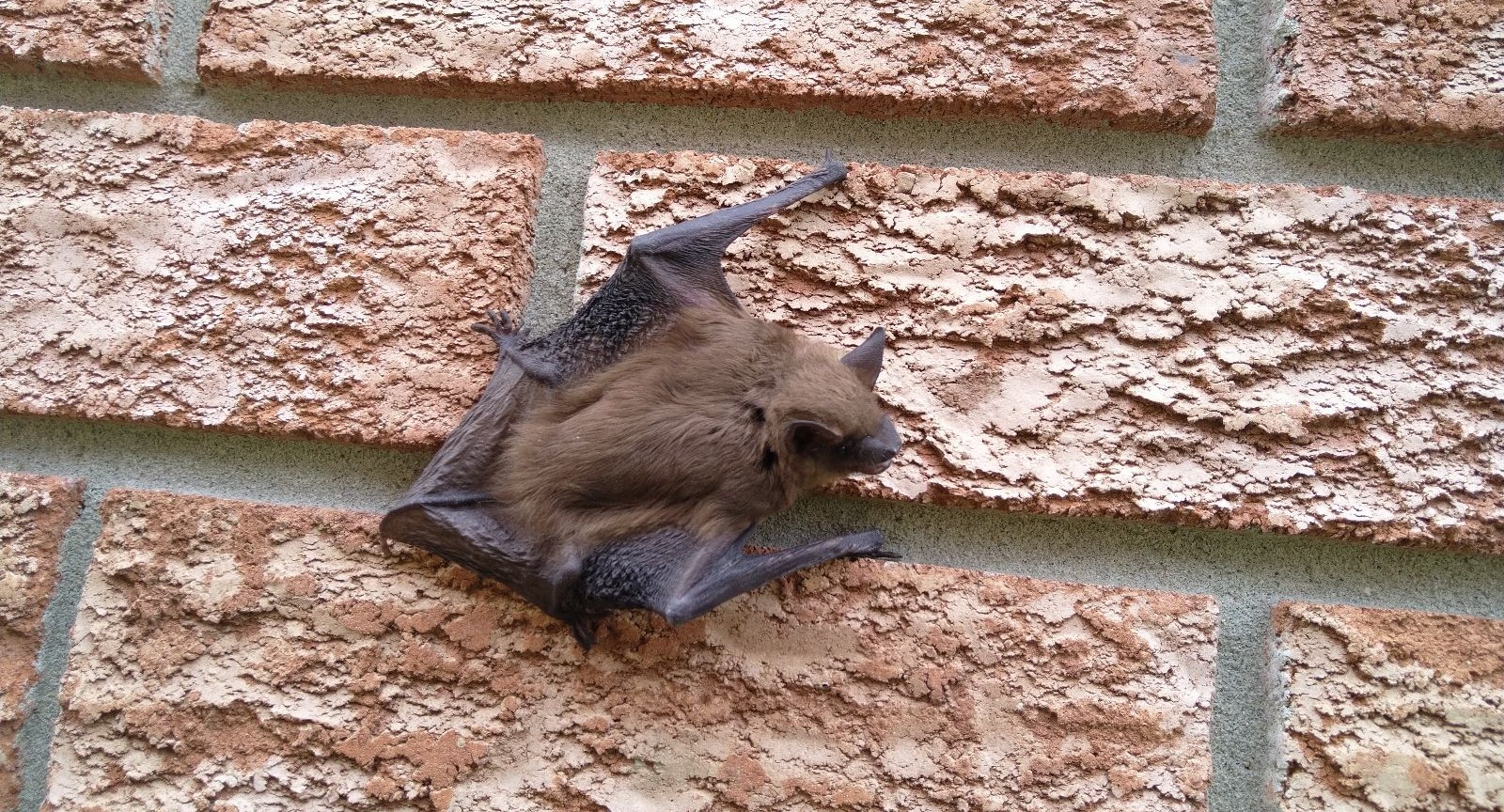 The Role of Bats in Ecosystems and Why They Deserve Humane Treatment