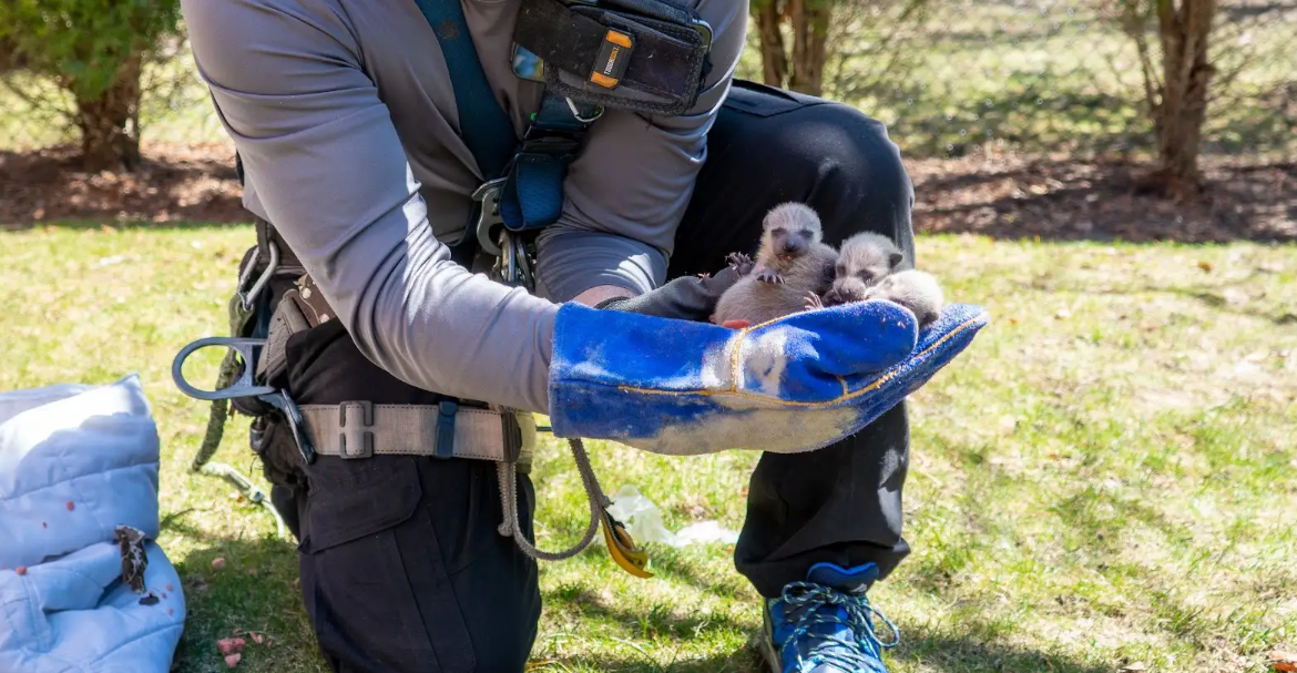 What Does A Raccoon Nest Look Like