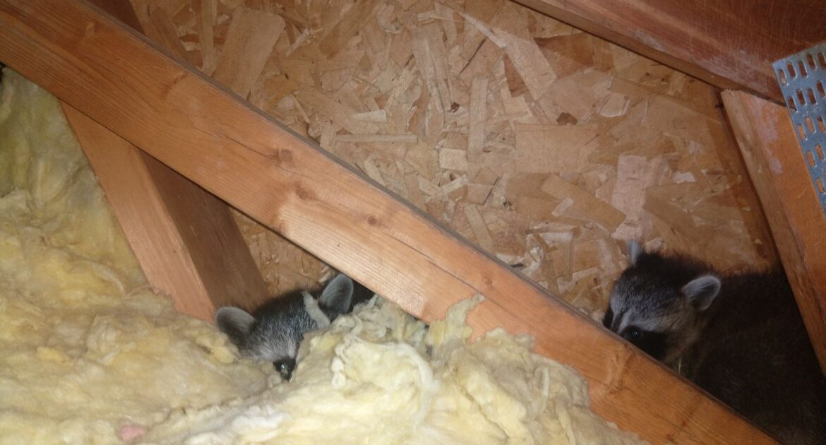 What to Do If You Find a Raccoon Family Living in Your Walls or Crawl Space