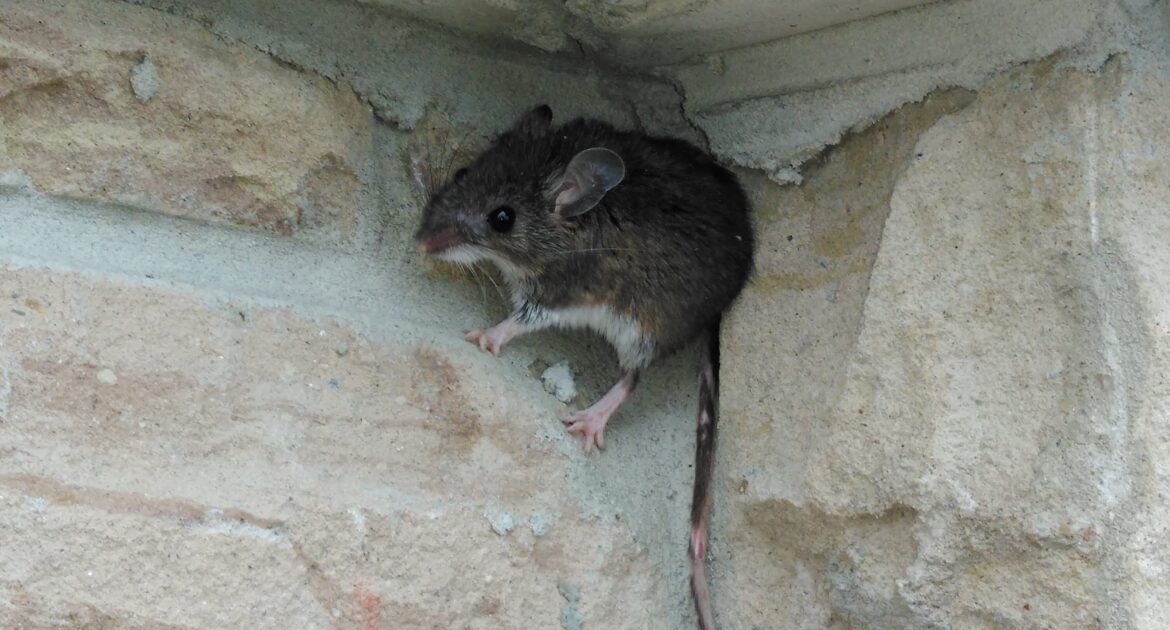 Why Proper Food Storage Is Necessary In Preventing A Mouse Infestation