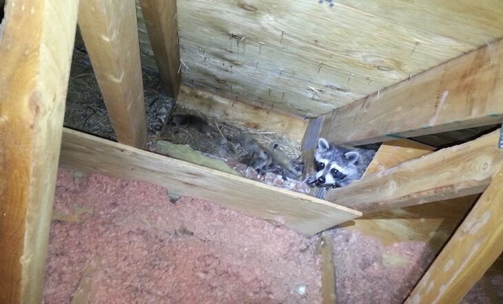 Woodbridge Wildlife Control - How Raccoons Care For Their Young