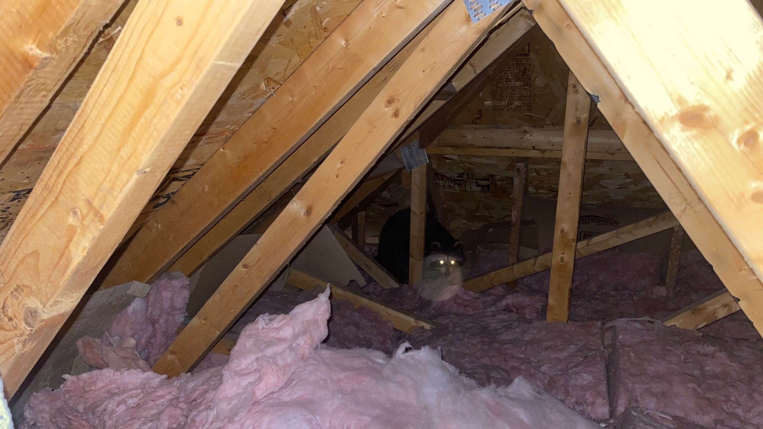 Raccoon in the Attic