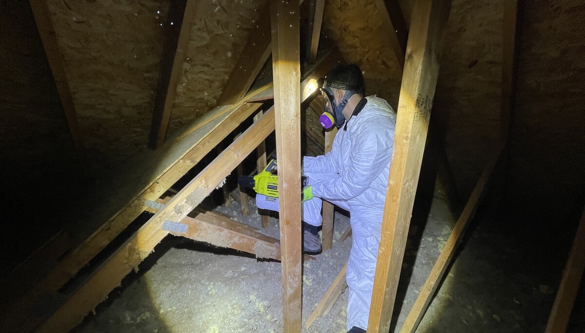 Skedaddle Wildlife Technician in the Attic
