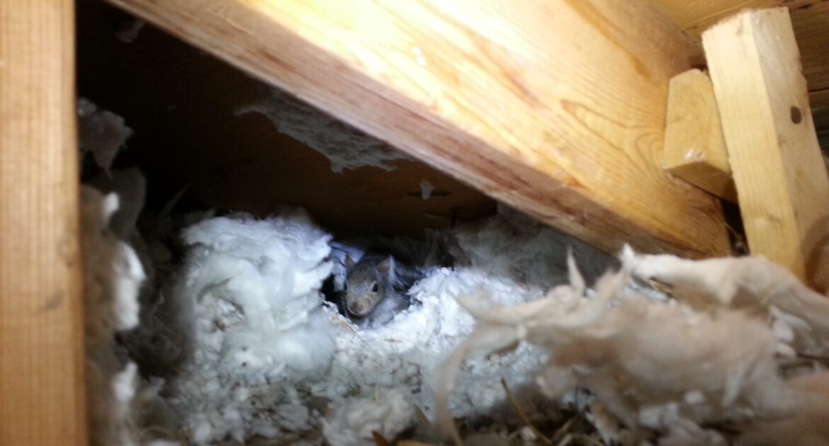 Attic Squirrel Infestations Explained - Why They Love Your Space