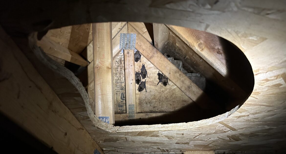 Bats in Your Home - Why Professional, Humane Removal is the Only Option