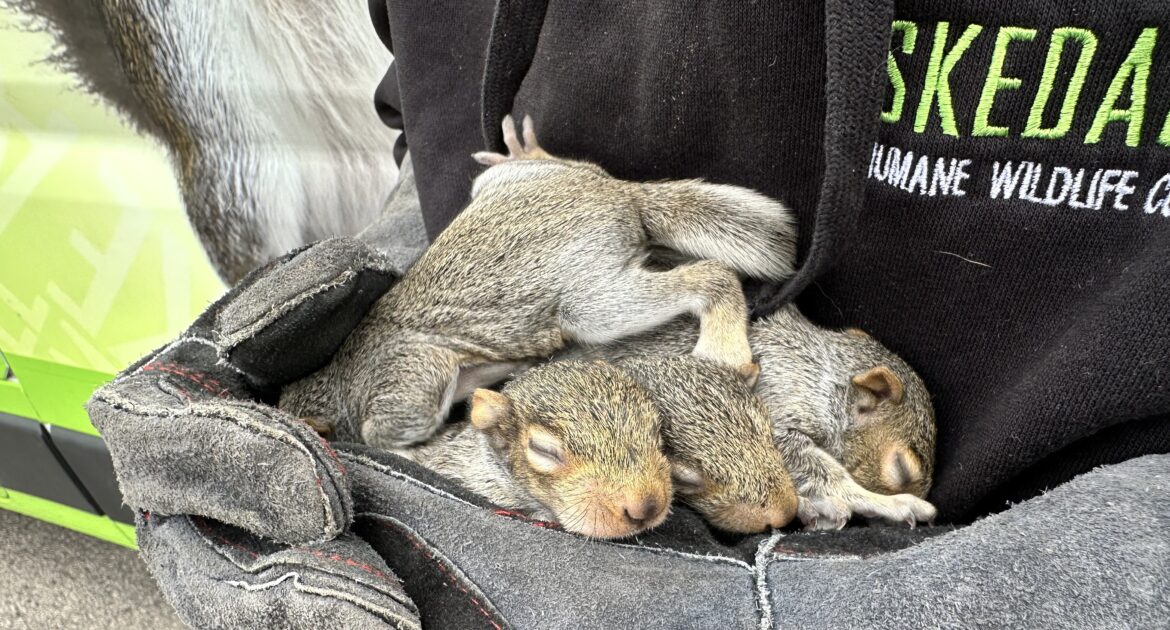 Can Squirrels Spread Parasites - What You Need to Know