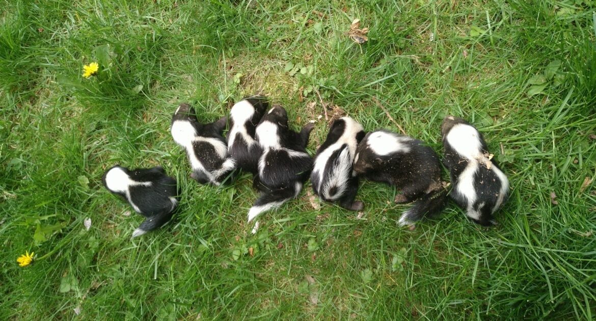 Different Species Of Skunks You May Encounter In Minneapolis