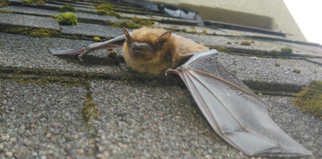 Echolocation and Your Home - Why Bats Choose Your Attic A small brown bat with wings extended resting on weathered mossy roof shingles near a building wall