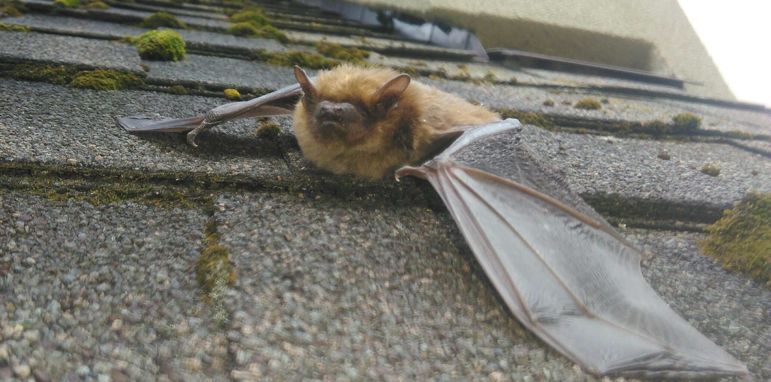 A small brown bat with wings extended resting on weathered mossy roof shingles near a building wall