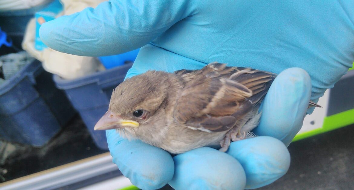 House Sparrows - Small Birds, Big Problems for Homeowners