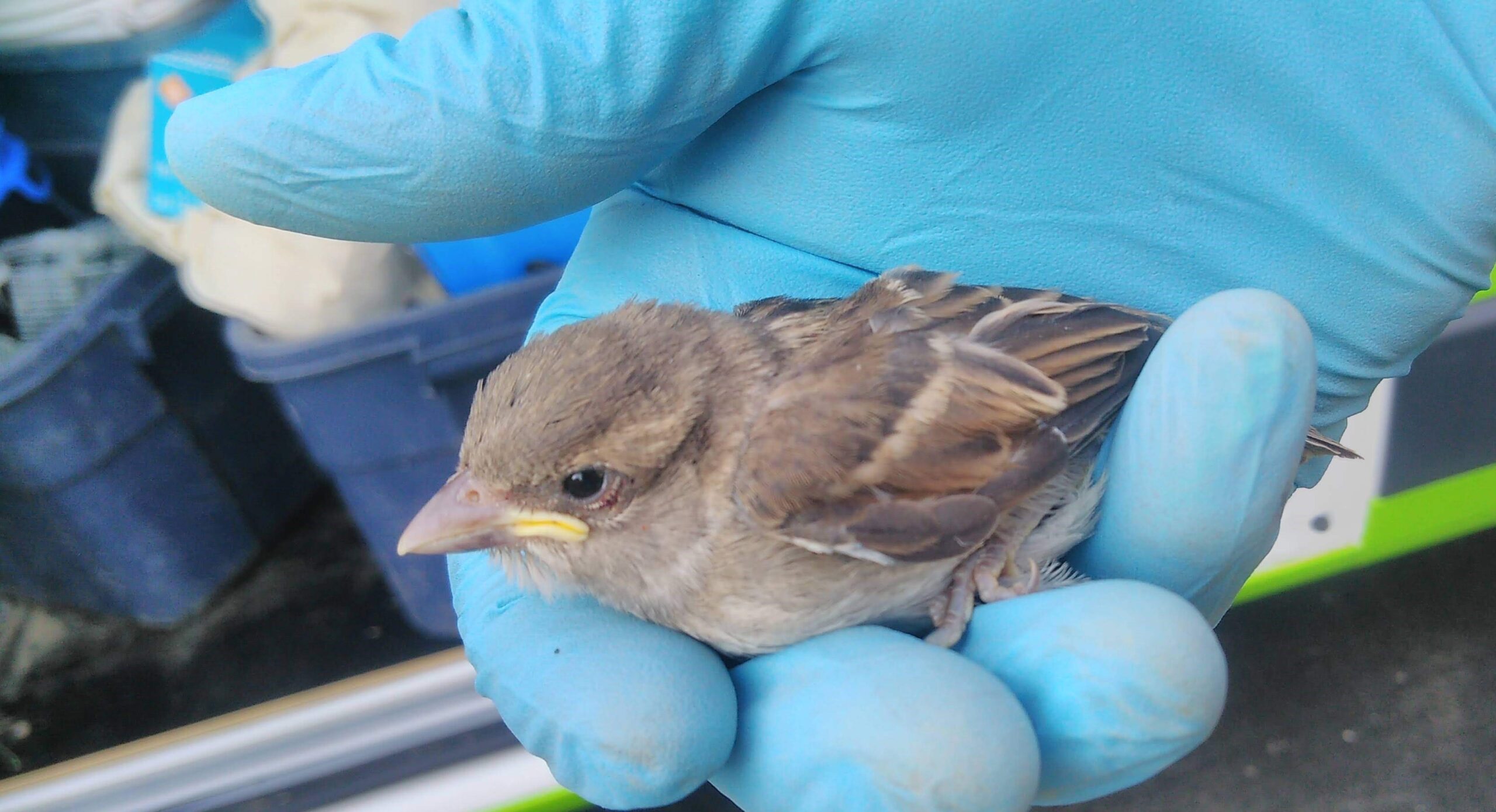 House Sparrows - Small Birds, Big Problems for Homeowners