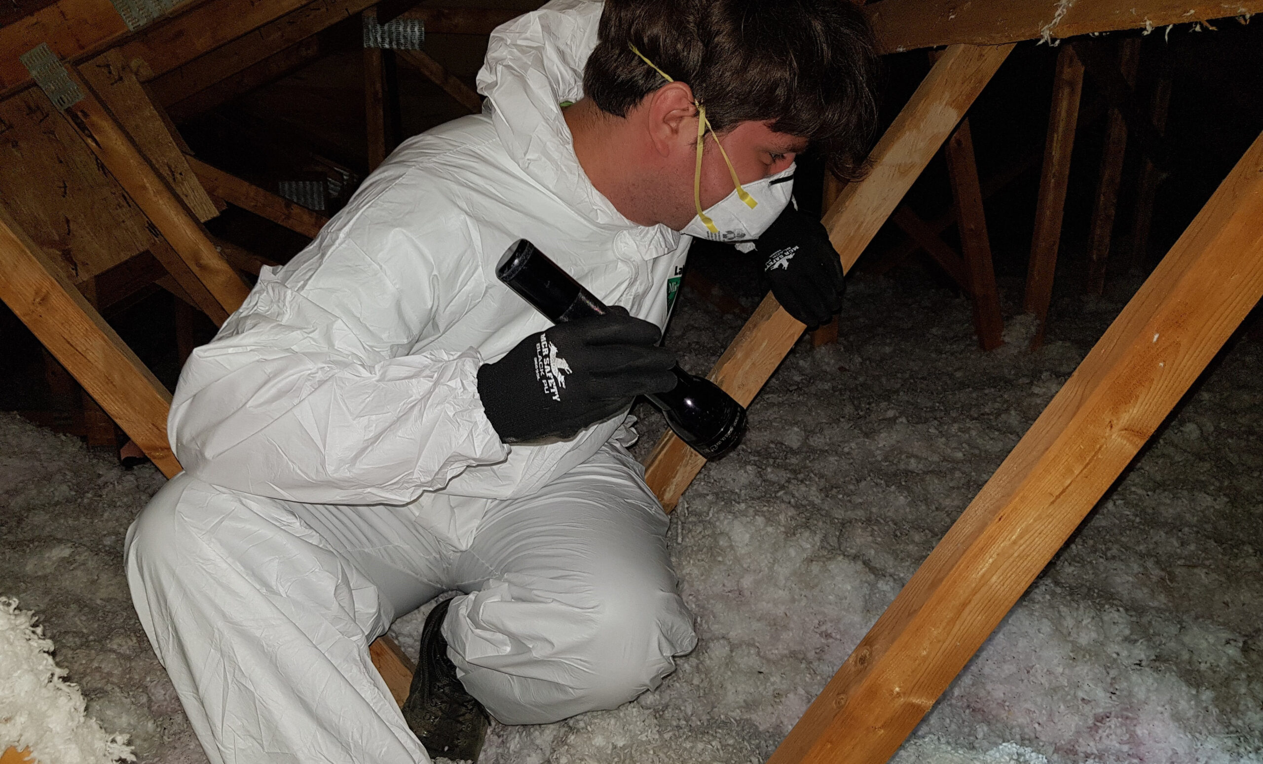 How Professional Cleanup After a Bat Infestation Protects Your Health