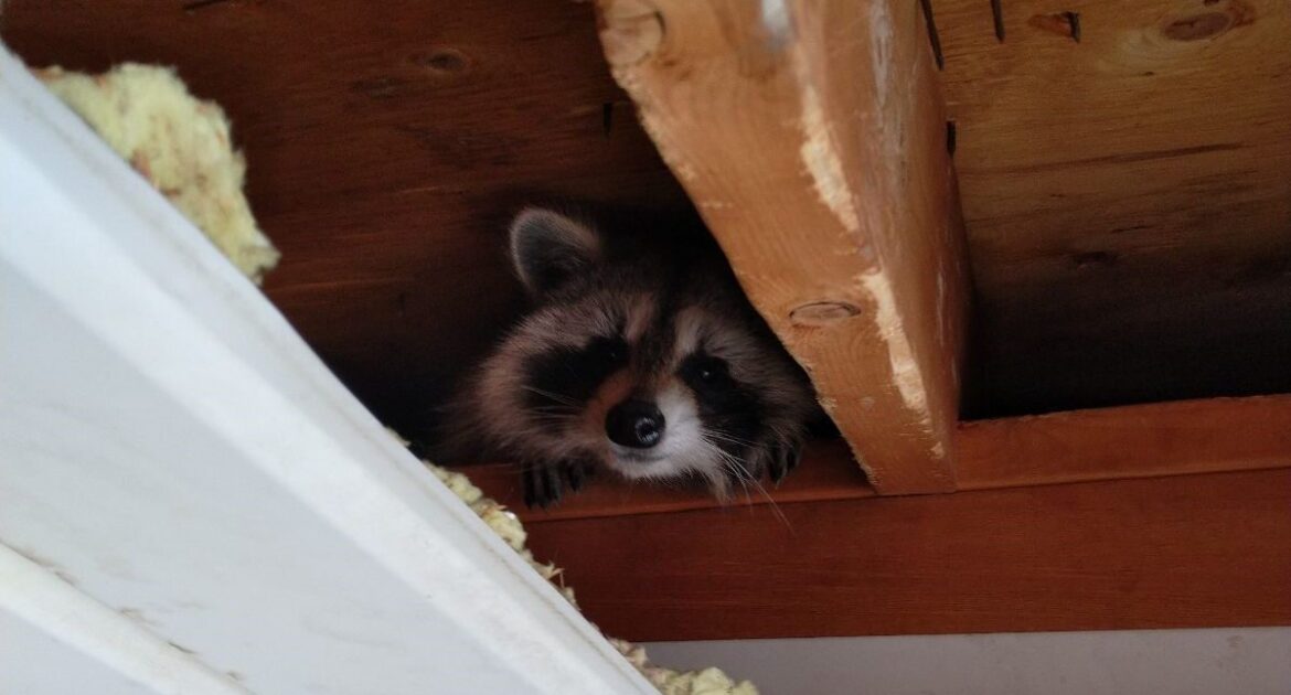 How to Handle a Raccoon Encounter and Protect Your Family