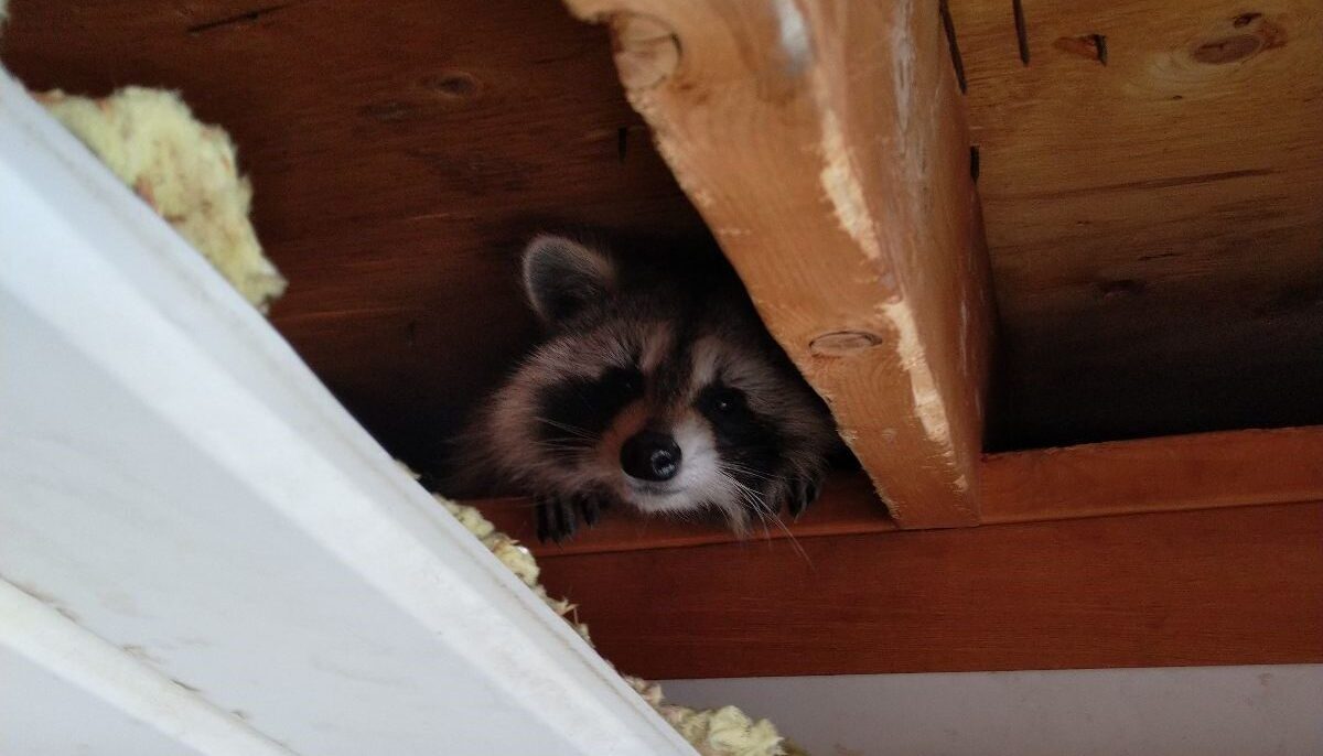 How to Handle a Raccoon Encounter and Protect Your Family