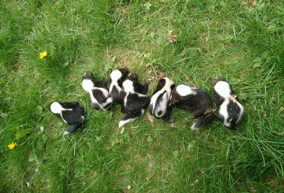 Increased Skunk Activity Around Your Home This Spring - What To Do
