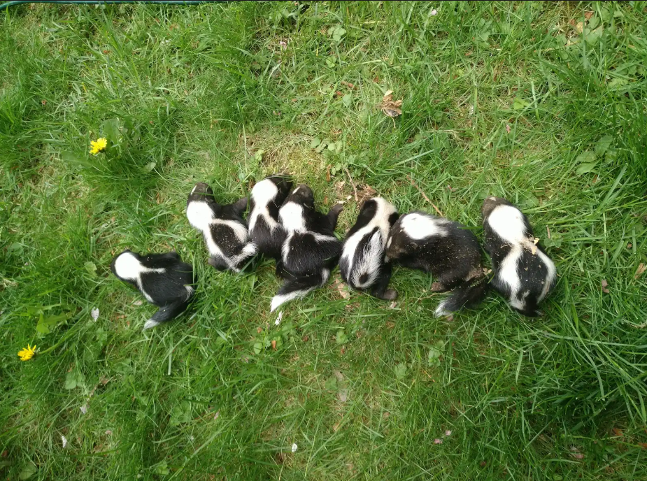 Increased Skunk Activity Around Your Home This Spring - What To Do