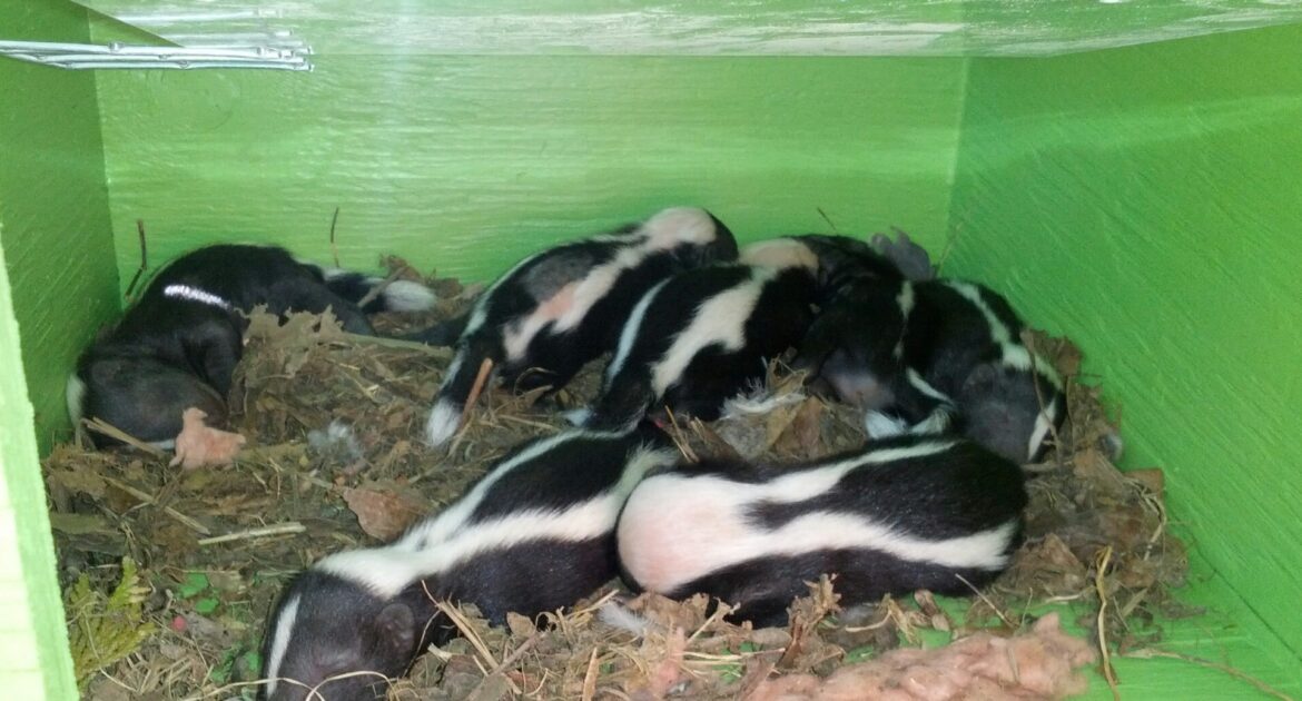 Minneapolis Wildlife Control - Will A Skunk Attack You