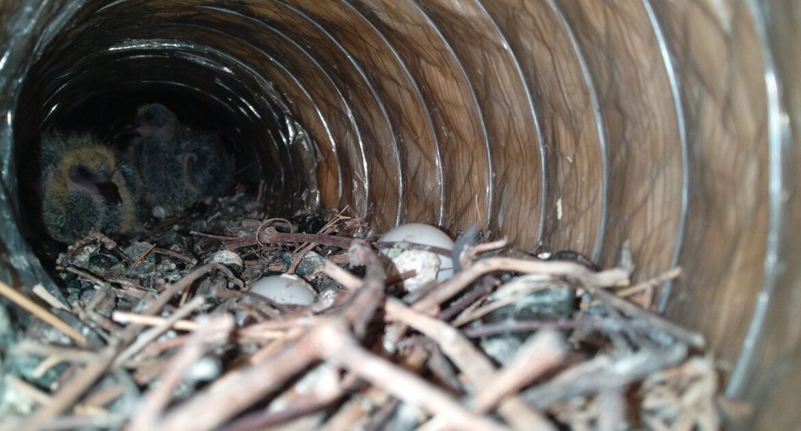 Nesting Season - Preparing Your Home for Increased Bird Activity