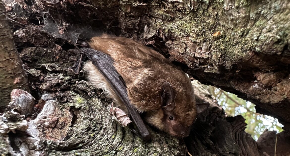 Niagara Wildlife Control - Are Bats Invading Your Walls