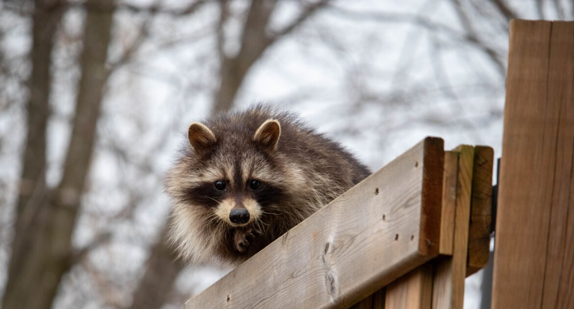 Raccoon Intrusion Through Pet Doors - Securing Your Home's Access Points