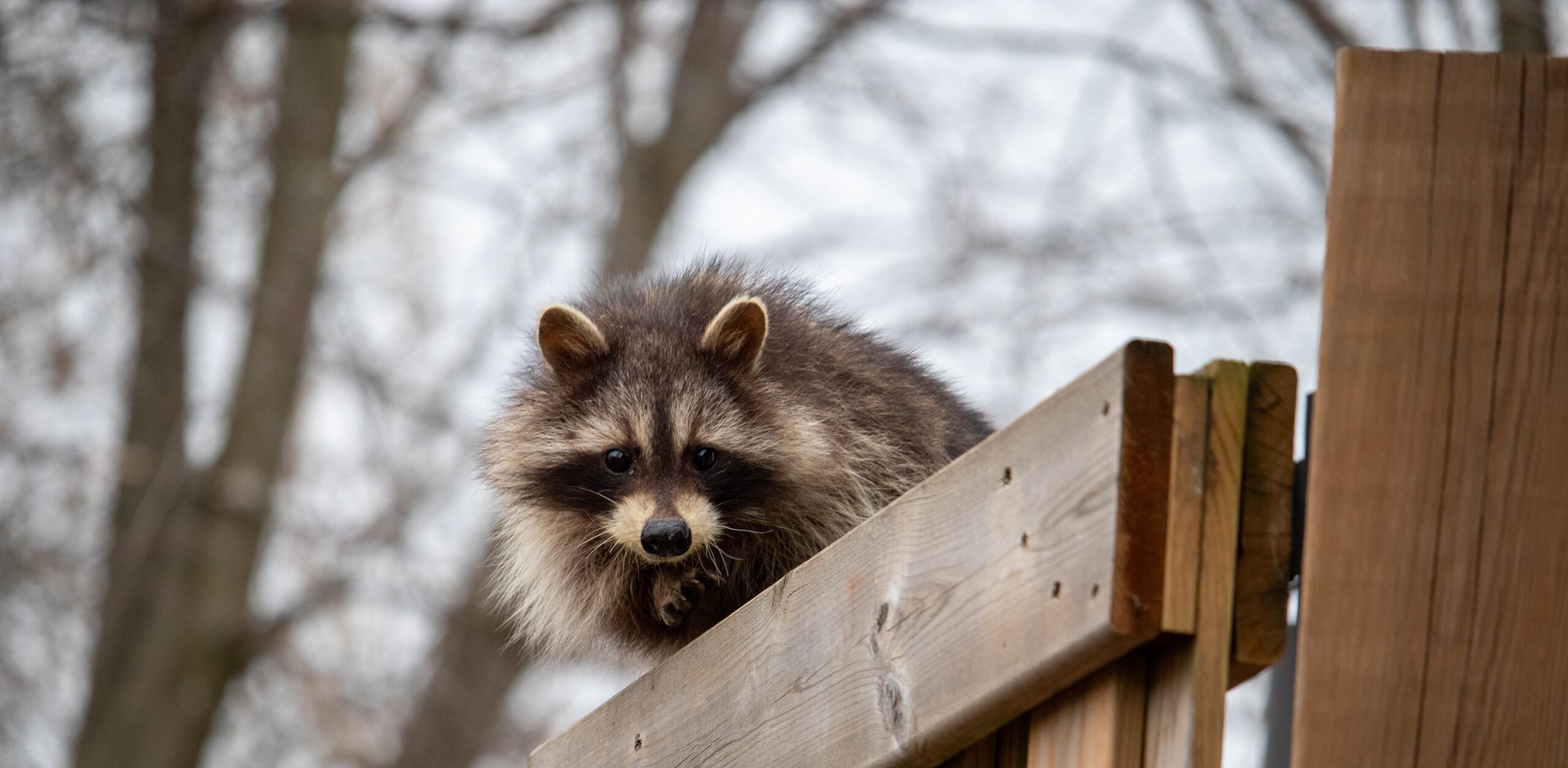 Raccoon Intrusion Through Pet Doors - Securing Your Home's Access Points