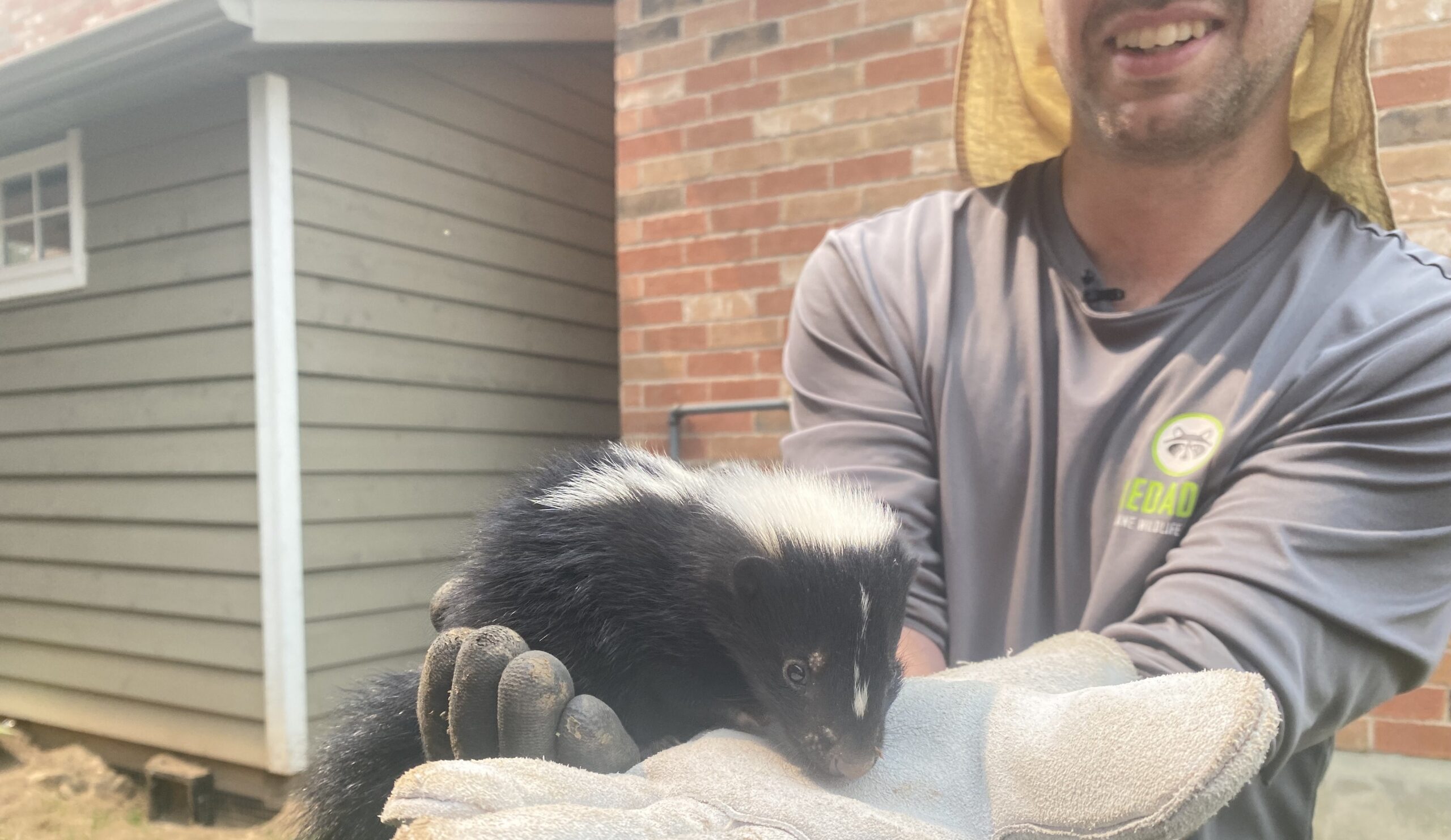 Roswell Wildlife Control - The Surprising Diet of Skunks