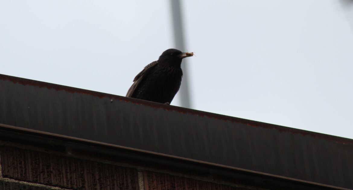 Silent Invaders - Recognizing the Early Signs of a Bird Infestation