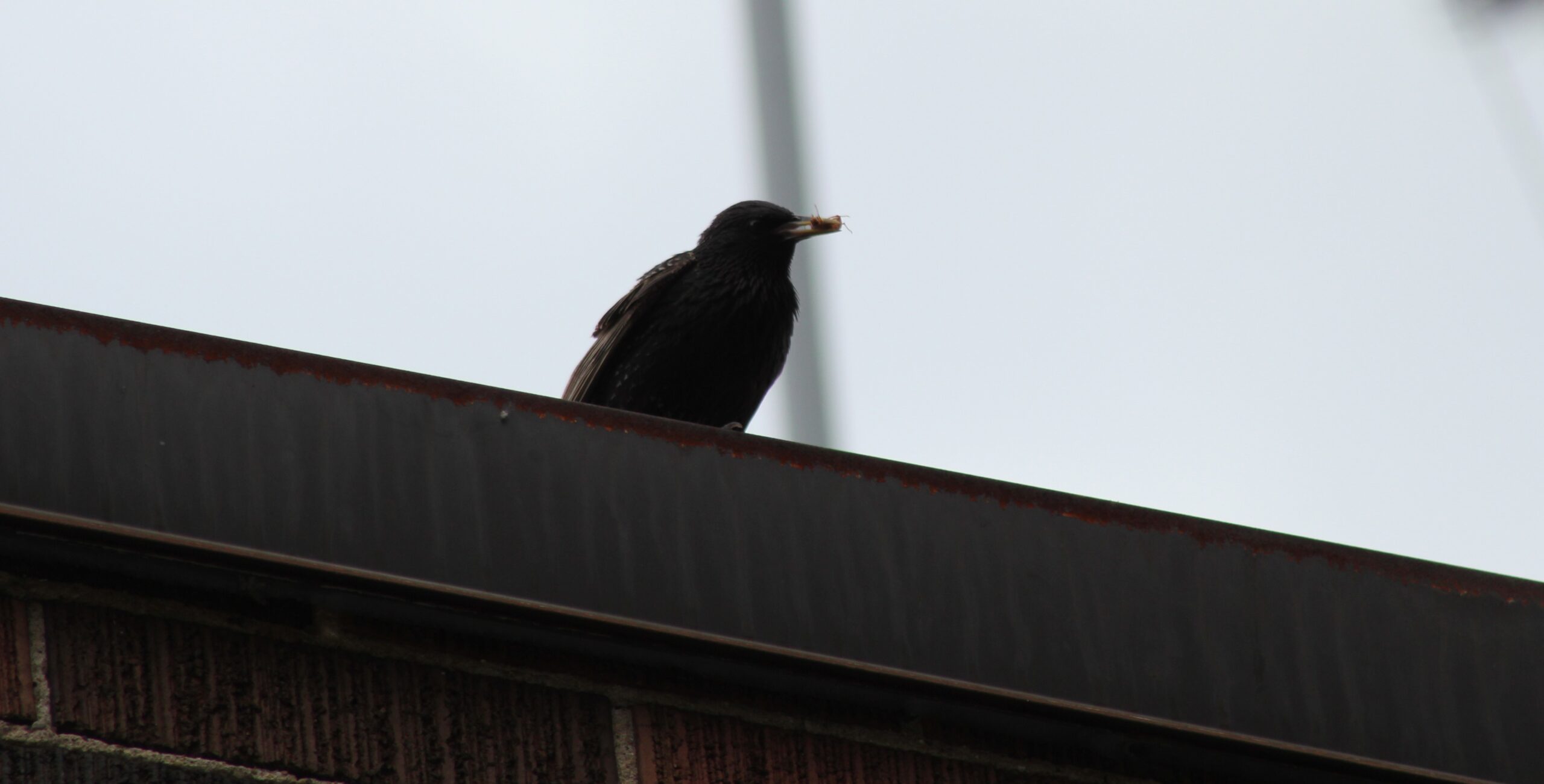 Silent Invaders - Recognizing the Early Signs of a Bird Infestation