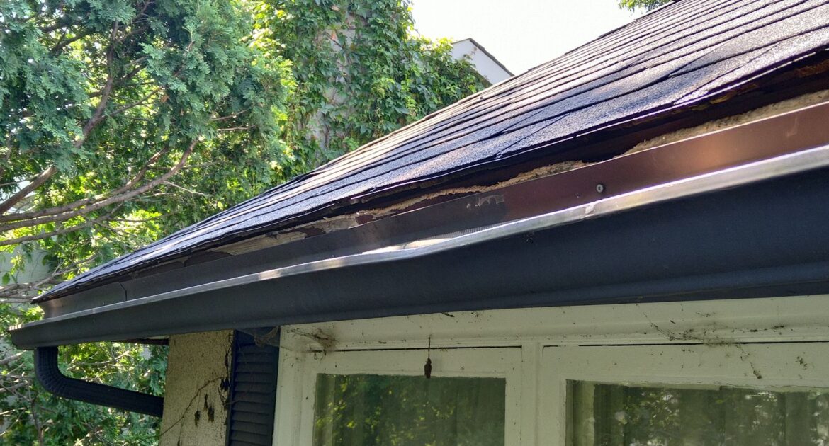 Squirrel Nests in Gutters - Preventing Water Damage to Your Home