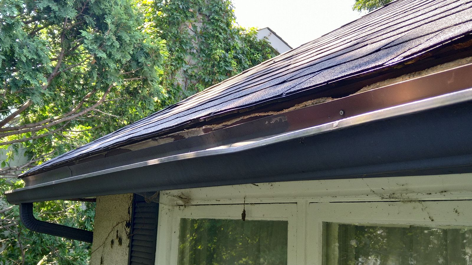 Squirrel Nests in Gutters - Preventing Water Damage to Your Home